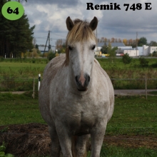 Remik on sündinud 2000. aastal Saaremaal, i. Rumm, e. Ella, kasvataja Valdur Poopuu, omanik Heidi Rebase.

Remik on oma omaniku esimene päris oma hobune ja suurim õpetaja. Alguses olid mõlemad noored ja rumalad. Koos on õpitud, naerdud, pisaraid valatud. Koos on suureks kasvatud ja Remik on tänaseks täieõiguslik pereliige õpetades juba omaniku lapsi ratsutama. Remiku kohta võib öelda, et ta on suure hingega väike hobune. Poniklassist kasvas ta välja ning pidi võistlustel rinda pistma suurte ja sportlike hobustega. Aga olgem ausad, alla ta neile küll ei jäänud, võistlustelt reeglina ilma auhinnalise kohata koju ei tuldud. Remik on terve elu tegelenud takistussõiduga, ei ole kunagi hiilanud eriti hea liikumisega ja seega koolisõiduga väga tegelenud ei ole. Ometigi tõi ta omaniku suureks üllatuseks koju eesti tõugu hobuste meistrivõistluste laste sõidu esikoha. 

Foto autor: Heidi Rebase