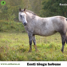 Rosinante on sündinud 1999. aastal Saaremaal, i. Rumm, e. Museta, kasvataja ja omanik Aili Kirst. 

Rosinante sündis tugeva ja reipa varsana, oli edukas noorhobuste ülevaatusel. Ta on mitmekülgne, nagu ühele eesti hobusele kohane. Alates 2004. aastast on ta toonud kümme varssa, kellest viimase sel aastal. Tema järglastest on täisvennad Rokenroll ja Reibas (i. Rool) saanud EHSis tunnustatud täku nimetuse (esialgu ajutise). Lisaks sellele, et ta on olnud suurepärane sugumära, on ta ka tubli võistlustel – sõitnud takistussõitu kuni 100 cm. Tänu oma intelligentsele loomusele on ta kannatlik ja hea õpetaja ka noortele algajatele ratsanikele.

Foto autor: Helin Kurisoo