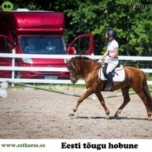 Voore Roonin on sündinud 2013. aastal Raplamaal, i. Raksel, e. Voore Adella, kasvataja ja omanik Voore Tallid.

Voore Roonin on andekas, kaunis ja viisakas täkk. Ülevaatuselt korjatud head hinded näitavad vaid osa tema võlust. Lisaks suurepärastele liikumistele, on tegemist väga lojaalse, sõbraliku ja tööka poniga, kes on küll hingelt veidi hell, ent õige inimesega nõus minema kas või maailma lõppu. Roonin on Eesti hobusele kohaselt väga mitmekülgne - tugevaim külg on suurepäraste allüüride ja väga hea tasakaalu tõttu koolisõidus, millele lisaks Roonin hüppab tublisti ja julgelt ning käib metsas, nagu ühele viisakale härrale kohane. 