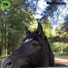 Robinson on sündinud 2013. aastal Jõgevamaal, i. Rüütel, e. Romina, kasvataja Kaie Peterson, omanik Meelis Tarto. 

Robinson on väga sotsiaalne ja uudishimulik poni. Ta on alati kõige julgem ja soovib inimeselt kõige rohkem tähelepanu. Ta on küll ruun, kuid märade peale erutub ta väga, samuti meeldivad talle laigulised ja hallid hobused, kelle juuresolekul on teda kohati keeruline rahulikuna hoida. Robinson on väga sportliku kehaehituse ja suure tahtejõuga loom, kellel on palju potentsiaali takistussõidus tänu oma kiiretele jalgadele ja täpsetele pööretele. Lisaks on tal esineja hing ning ta näitab ennast alati parimast küljest. Ta on ka väga tark ja õpib uusi trikke meeletult kiiresti. 

Foto autor: Liisa Delores Tarto