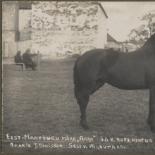 Eesti tõugu mära Aara.

Dateering: 1920 - 1935
Kollektsioon: Hermann Tõnissoo album

J. Tõnissoni mära 
