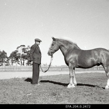 Tõutäkk Taru. Pidaja - eesti tõugu hobuste Riiklik Sugutäkkude Tall ja hobusekavandus. Sõitja V. Luht.
Aeg: 25.09.1949

Rahvusarhiiv EFA.204.0.2472 https://www.ra.ee/fotis/index.php/et/photo/view?id=84870&_xr=619cc201bbbb6