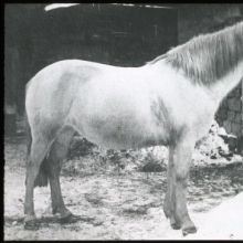 Eesti maatõugu mära, EPM FP 311:3, Eesti Maaelumuuseumid SA, Eesti Põllumajandusmuuseum, http://www.muis.ee/museaalview/2760118