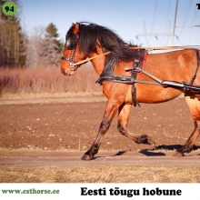 Torvald on sündinud 2014. aastal Läänemaal, i. Tommi, e. Roosi, kasvataja Arvo Sarrapik, omanik Andreas Pernits.

Esimesel kohtumisel Torvaldiga polnud tal nimegi, oli vaid paarinädalane. Juba siis oli ta kompaktse kehaga, elav ja lahtise liikumisega ning tuli kohe uudistama. Nimeks sai talle pandud Torvald, mille tähenduses on Thori võim ja seda võimu tal on. Samas võtab ta kergelt õppust, rakendisse minek oli lihtne – juba kolmandal korral pärast ohjamist läks vankri ette ja ei teinud sellest mingit numbrit. Nüüdseks on ta käinud edukalt ka paarisrakendis. Ratsa on temaga mugav sõita ja ta võiks sobida nii kooli- kui takistussõitu. Torvaldi kõige tugevam allüür on traav, see on avar, hea esijala liikumisega, lennukas, tasakaalus ja selge rütmiga. Torvald on karjas alati esimene, kes juurde tuleb ja võib muutuda lausa tüütuks, sest tal on alati vaja kõike näha ja igal pool esimene olla. Torvald on hästi väljendunud tõutüübiga, eesti hobusele omaselt väga ökonoomne, tasakaalukas, mõistlik, koostöötahteline ja olukorda hästi hindav täkk.

Foto autor: Andreas Pernits