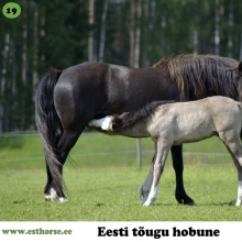 Tepsi on sündinud 2011. aastal Saaremaal, i. Tommi, e. Rubla, kasvataja Helin Kurisoo, omanik Rity-Marleen Ross. 

Tepsi oli kolmeaastane, kui õppis ära küsimise peale lamama ja tagajalgadel seisma. Ta on ääretult hea iseloomu ja kiire õppimisvõimega poni. Igas olukorras säilitab rahuliku meele ja isegi kui terve kari jooksu pistab, uurib tema enne järgi, kas ehmuda on ikka mõtet. Tepsi jumaldab vett, mitte ühestki lombist ei saa niimoodi läbi minna, et ta ratsanikku märjaks ei pritsiks. Talle meeldib ka hüpata. Omaniku sõnul on ta üks eriline hobune!
Pildil on ta oma varsaga Rännak (i. Rüütel), kes on samuti väga julge ja sõbralik. Kui Tepsi oli väike, siis ta nägi välja täpselt samasugune nagu tema varss Rännak. Praegu on Rännak sama värvi mis Tepsi.

Foto autor: Rity-Marleen Ross