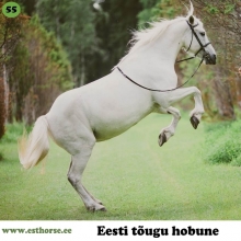 Ria (1998-2017) sündis Hiiumaal, i. Rallik, e. Aisa, kasvataja Tõnu Liivo. 

Ria oli oma omanikule alati olemas ja tuli leplikult kaasa kõikide uute ideedega, olgu selleks siis galopivõidusõit, takistussõit, koolisõit, kross, suusatamine, ujumine, matkamine, trikitamine või viimaks akadeemiline ratsutamiskunst ja maatöö.

Kuigi Ria liigitus pigem laisemapoolsete hobuste kilda, meeldis talle oma oskusi näidata. Kogu katsetamise ja õppimise aja oli ta kannatlik ja heatahtlik. Omanik sai nii mõnigi kord tagantjärele häbiga aru, et ta ei olnud hobuse suhtes õiglane. Ria aitas oma inimesel areneda ja saada aja jooksul paremaks hobukäsitlejaks.

Ega Ria ka päris vagurake polnud. Ühelt poolt oli ta küll vana rahu ise, kuid muudatused tuttavas keskkonnas panid teda kõõriti vaatama ja võpatama. Mõnikord tegi Ria ka krutskeid, näiteks kepsles ta eest ja tagant üles nii, et saab mõistetavaks, et hobused teevad ka vabast tahtest kapriooli. Sellegipoolest oli ta alati kõige usaldusväärsem ja turvalisem hobune, kellega ükskõik kuhu minna.

Üle kõige õpetas Ria aga oma omanikule seda, kui oluline on osata hobust kuulata. Hobused, eriti eesti tõugu hobused, oma sissepoole oleva tundemaailmaga, võivad ilma välja näitamata taluda suurt ebamugavust ja isegi valu. Nad annavad oma murest teada mõnikord vaid vaevumärgatava muudatusega käitumises, mida on lihtne tähele panemata jätta. Peame olema tõeliselt tähelepanelikud ja tegema oma parima, et neid mõista.

Foto: Piret Väinsalu erakogu