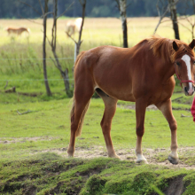 Suur sõber

Eesti tõugu hobune Rauno oli noorena väga ettevaatlik ja hoidis pigem omaette. Kuni päevani, mil ta leidis endale suure sõbra.

Foto autor: Susanne Vardja