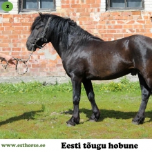 Tormis on sündinud 2012. aastal Pärnumaal, i. Tember, e. Arabella, kasvataja Raivo Gerlein, omanik Liina Lasn. 

Tormis alles alustab oma sugutäku karjääri, olles hetkel ainuke tunnustatud Taru liini esindaja. Ta on arhailisema eesti hobuse välimikuga, esindades pigem taluhobuse tüüpi kui „sportpüssi“. Siiski on tema hüppevõimsust ning head avarat liikumist hinnatud üsna kõrgelt. Iseloomult on Tormis väga meeldiv ja leebe, armastab inimestega koostööd teha ja on selles väga püüdlik. Ka suguloomana saavad tema karja kuuluvad märad ja varsad vaid parima kohtlemise osaliseks. Tormise tulevik, kas rakendis või ratsa, pole veel selgelt paika pandud, kuid võib kindel olla, et kõike ettevõetut teeb ta rahu ja rõõmuga!

Foto autor: Krista Sepp