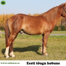 Reames on sündinud 2014. aastal Viljandimaal, i. Rüütel, e. Teloola, kasvataja Inga Ots,
omanik Tarmo Ibis.

Reames on noor õpihimuline täkk, kellele meeldib inimeste seltskond. Ta on tubli ja püüdlik loom. Kõik uued asjad tekitavad huvi ja põnevust. Oskab ka märade juures kombekohaselt käituda, kuid kui käsk antakse on energiline ja kui võimalus, siis ka krutskeid täis.

Foto autor: Ago Ruus