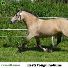 Tessa on sündinud 2009. aastal Põlvamaal, i. Topper, e. Assi, kasvataja Anne Grünberg, omanik Mariann Nuut.

Tessa sai ostetud tiinena ja samal suvel tunnustati kohe ka noorhobuste üleriigilistel jõudluskatsetel parima noormärana. Tiinuse tõttu nautis ta pikka lapsepõlve väikses karjas. Tessa on natuke õrna hingega, kuid väga hooliv. Koplist kätte saamisega on miskipärast küll raskusi, kuid õunarada järgides tuleb ta siiski boksi ning seejärel on nõus pea kõigeks, mida temalt on soovitud. Rahuliku loomuga inimesele on ta ideaalne kaaslane. Tema varss Takjas on aga särtsakas ja teotahteline. Tessa on Topperi üks viimastest järglastest.