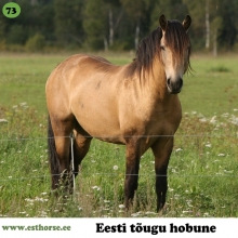 Veksel on sündinud 2007. aastal Pärnumaal, i. Viks, e. Eksi-Naksi, kasvataja OÜ Tori Hobusekasvandus, omanik Arvo Sarrapik. 

Veksel on iseloomult tasakaalukas, uudishimulik ja koostööaldis. Lisaks on ta  väga hea keha ning tõu- ja täkutüübiga. Veksli põhitööks on karjajuhi amet, millega ta saab väga edukalt hakkama ja selle kõrvalt on ta ka suurepärane isa. Veksel on küll särtsakas, kuid vägagi lihtsasti käsitletav täkk. Oma sõbralikku ja arukat iseloomu pärandab ta ka oma järglastele.

Foto autor: Ago Ruus