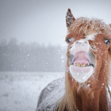 Naljanina

Lumi, mis järsku sadama hakkas, langes täpselt tema nina peale. Tundus, et talle see eriti ei istunud ja ta väljendas seda pidevalt antud näoilmega.

Foto autor: Lehte Lehtjõe
