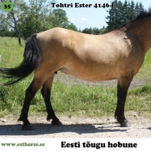 Tohtri Ester on sündinud 2005. aastal Pärnumaal, i. Elkar, e. Tassa, kasvataja Maret Kärdi, omanik Liina Lasn. 

Tohtri Ester on väga hea ema ja tal on seni olnud 7 varssa, kõik märavarsad. Estri jaoks on raske leida sõnu, oma omaniku jaoks on ta ideaalne eestlane – tubli, vapper, heatahtlik lastega, sõbralik ja kõike taluv. Iga kord kui isegi koduõues teha valjemat häält, on tema alati see, kes vastu hõigub oma ilusa heleda häälega. Õpetada on teda lausa lust, ühel päeval kui pähe tuli sai selga mindud ja lihtsalt ta sõitis, nagu poleks eales midagi muud teinudki. Siiani (ka pärast pikka pikka vahet) võib panna talle sadula selga ja lihtsalt minna ja sõita – nii laps kui täiskasvanu. Samuti on ta ette rakendatav, veel 5-6 aastat tagasi sai temaga heina tehtud ja vana aja kombel saadusi ära veetud – mida iganes pähe tuleb, on Ester see, kes teeb asja ära ilma nurisemata, rõõmuga. Hetkel on ta küll kasutuses olnud aretusmärana. 

Foto autor: Krista Sepp