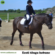 Anna on sündinud 2007. aastal Saaremaal, i. Aku, e. Rona, kasvataja Aili Kirst, omanik Massu Mõisa Tallid OÜ.

Anna on Massu ratsakooli läbi aegade kõige populaarsem hobune. Kui lastel oli valida, millise hobusega nad tahaksid sõita, oli Anna pea alati esimene valik. Paljud meie talli ratsanikud on oma esimese galopi teinud Annaga, sest temaga on see olnud turvaline ja mõnus. Anna on ka veidi vastuoluline hobune, sest pole ratsutajat, kes poleks kirunud seda kui laisk Anna on. Laste sõnul peab teda paluma rohkem kui teisi hobuseid, kuid see ei tee temast halvemat hobu. Hetkel viibib anna emapuhkusel ja trennides ei käi, kuid naaseb kindlasti algajate absoluutse lemmikuna!