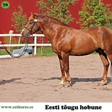 Reims on sündinud 2011. aastal Valgamaal, i. Rall, e. Vami, kasvataja ja omanik OÜ Probil.

Reims on hea ja töökas poiss. Ta teeb ausalt kõik mida küsitakse, nii võistlustel kui kodus, nii väikese kui ka edasijõudnud ratsutaja all. Märade külaskäigud mõjuvad Reimsi ratsutamisele pigem positiivselt, tahtmist tööd teha tuleb juurde. Reims on ehe näide eesti hobuse positiivsetest omadustest: head liikumised, väga hea iseloom, kerge ratsastavus ning uutes olukordades selge pea. 

Foto autor: Laila Hirviniemi