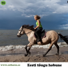 Emma on sündinud 1996. aastal Saaremaal, i. Elkar, e. Torma, kasvataja Pihtla Hobusekasvandus, omanik Mare Kalme.

Emma sattus praeguse omaniku juurde täiesti juhuslikult kui tema mees aitas tuua ühte teise talli sälgu. Hobusele järgi minnes tuli välja, et seal on üks hobune veel – mära Emma, kes oleks jäänud üksi ja tollase omaniku jutu järgi lihtsalt vorstiks läinud. Mees helistas, et toob koju ühe vanema mära ning ta ei tea mida see hobune on teinud või oskab aga igal juhul võtab kaasa.

Emma oli esialgu veidi tõrges kuni sai aru, et kui ta kuuletub, siis antakse rahu. Sadulasse minnes oli aru saada, et hobune on õpetatud ning tuli lihtsalt jälle meelde tuletada. Emmast sai tütre esimene õppehobune. Ta hakkas käima ka ratsalaagrites ja osales mitmetel treeningvõistlustel. Emma on rahumeelne, kuid siiski energiline ja kuulekas hobune. Talle meeldis nooremana väga hüpata aga kui ratsanik ainult seljas kõikus, siis armastas ka takistusest mööda minna. 

Emma parim omadus on see, et ta on väga kannatlik, samas väga mugava liikumisega ja energiline. Ta on ka praegu meie päris väikeste õpilaste lemmikponi ja kasutusel teraapiatundides. Üks Emma tuntuim järglane on koolisõidus edukalt esinenud Rokit. Emma isa Elkarit meenutab Emma omanik samuti väga kannatliku, mugava ja hea liikumisega hobusena, kes lisaks oli ülihea iseloomuga ja viisakas täkk. 

Foto autor: Toomas Tuul
