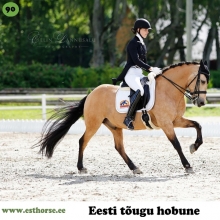 Rokit on sündinud 2003. aastal Harjumaal, i. Ruttar, e. Emma, kasvataja Toomas Aarma, omanik Krista Raidmets. 

Rokit on suure südamega poni, kuid vahel üsna kangekaelne. Iseloomult on ta väga tark, intelligente, hea pingetaluvuse ja kohanemisvõimega. Tema on tallis boss. Rokitile meeldib metsas jalutamas käia ja vahel ka teiste hobustega mõõtu võtta. Võistlustel meeldib talle väga esineda, seetõttu annab ta alati endast kõik. Ta on alati enda üle uhke kui juhib auringi. Rokiti spordikarjäär on imetlusväärne. Nii kaugele kui tema, pole ükski eesti tõugu hobune spordis varem jõudnud – koolisõidu raskeima tasemeni! 

Foto autor: Celin Lannusalu