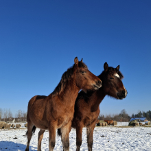 Tandem päikesevannis

Hobused nautisid päikesesoojust ja söömisele järgnevat jõudehetke. Neil kahel noorel hobusel polnud selleks aega. Nad tegelesid sihikindlalt minu vaatlemise ja poseerimisega.

Foto autor: Marili Slavski-Vettik