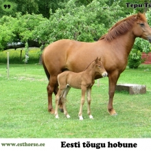 Tepu Tüdruk on sündinud 2011. aastal Saaremaal, i. Tommi, e. Arva, kasvataja Helin Kurisoo, omanik Meeri Lonn.

Tepu Tüdruk on oma nime saanud nagu vanasti – sünnikoha järgi. Sai talu endise nime mälestuseks. Praeguse omaniku jaoks on Tepu olulisemateks omadusteks hästi säilinud aborigeensed iseloomujooned ja välimus, mis väga sarnaneb just neile hobustele, kes vanadel piltidel. Sõprusside tekkis väga ruttu. Tepuga tuleb teha koostööd ja teda veenda. Allutamise meetodeid kasutades on väga lihtne tema tüüpi hobusega tülli minna ja suhted rikkuda. Vältides ebameeldivusi on jõutud sinnamaani, kus hobune on arusaamisel, et inimesed soovivad vahel imelikke ja seosetuid tegevusi, kuid mida vähem argumenteerida seda rutem saab tagasi karjamaale. Tepu tervitab valjuhäälselt kui tuttavat inimest näeb ja hoiab inimesele karjamaal ligi. Ta on alati nautinud inimese lähedust. Tepu on väga enesekindel ja karjas autoriteet. Tema ülesanneteks on maastikuhooldus ja varsa kasvatamine, kuid tähtsaimaks omanikule igapäevase rõõmu valmistamine oma olemasoluga.

Foto autor: Meeri Lonn