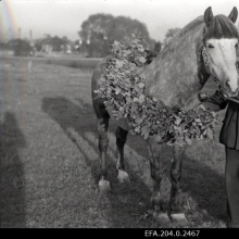 Tõutäkk Ahti. I koht. Koorma kaal 5282 kg. Pidaja - kolhoos Piirsalu Külvaja, Noarootsi vald. Sõitja A. Lindegrön.
Aeg: 25.09.1949

Rahusarhiiv EFA.204.0.2467 https://www.ra.ee/fotis/index.php/et/photo/view?id=84865&_xr=619d1d4177961&fbclid=IwAR2k8YIOMfWlb9mYEwLLfnAG8G-Vf5dnz-06NFRLfB49AjxR6IODHgjAMas