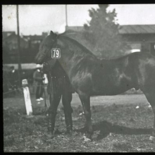 Eesti maatõugu täkk, EPM FP 311:6, Eesti Maaelumuuseumid SA, Eesti Põllumajandusmuuseum, http://www.muis.ee/museaalview/2760121