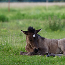 Eksperto

Eesti tõugu varss Teeääre Eksperto tegemas lõunauinakut. Pilt tehtud 21.06.2024

Foto autor: Sibelle Teeääre