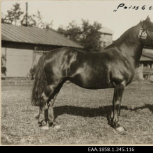 Täkk Poiss 6E.
Aeg:	1931

Rahvusarhiiv EAA.1858.1.345.116 (AIS) https://www.ra.ee/fotis/index.php/et/photo/view?id=783771&_xr=619fef81d4f71