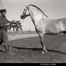 Tõutäkk Rumm 166E. Pidaja - Tori hobusekasvandus. Sõitja G. Vernik.
Aeg:	25.09.1949

Rahvusarhiiv EFA.204.0.2469 https://www.ra.ee/fotis/index.php/et/photo/view?id=84867&_xr=61a0e30ff11dd