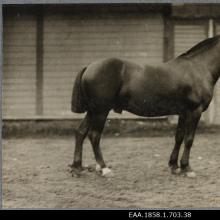 Hõbedast auraha ja 5100 marka võitnud Eesti maatõugu must täkk Iskar 33E. Sünd 1919.a 137cm. Omanik Andrus Ranna(?), Otepää alev.
Aeg:	1924

Rahvusarhiiv EAA.1858.1.703.38 (AIS) https://www.ra.ee/fotis/index.php/et/photo/view?id=502124&_xr=619fe9b30d24f