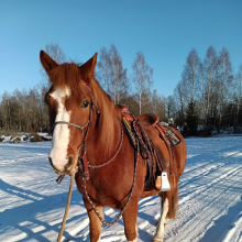 Paraadile? Ei, mulle meeldib Vaikus

Eesti tõugu hobune Vaikus 24.02.2025. Käesoleva aasta vabariigi aastapäeval veetis Vaikus oma tavapärast päeva, mugis heina ja vestles koplikaaslasega, kui tuli inimene ja pakkus välja minna koos päikeselisi lumiseid välju üle vaatama. Loomulikult oli Vaikus kohe nõus, sest inimesega koos vaikuses kulgemine on üks tema lemmik tegevusi. Oh..kui saaks seda ainult tihedamini teha..

Foto autor: Kadri Raudsepp