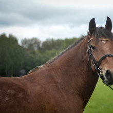 Ruby

Pilt eesti hobuse märast Rubyst sai tehtud soojal varasügisesel päeval, kui Ruby oli äsja kolinud oma uude koju.

Foto autor: Eliisabet Talts