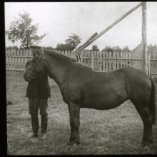 Eesti tõugu mära, EPM FP 311:19, Eesti Maaelumuuseumid SA, Eesti Põllumajandusmuuseum, http://www.muis.ee/museaalview/2760158
