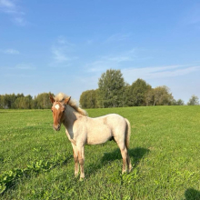 Hõbekõrb kimmel varss Arpolid, sündinud 26. mai, 2024

Foto autor: Liis Aida