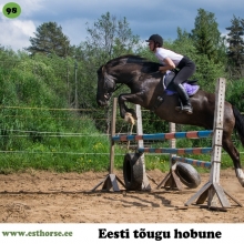 Vigri on sündinud 2006. aastal Harjumaal, i. Vihur, e. Täpi, kasvataja Roomet Vahtras, omanik Triin Lepik.

Vigri on üks ütlemata intelligentne ja tundlik loom, kelle õppimiskiirus ja analüüsivõime on kohati hirmutavad. Oskaja inimese käes on ta suure tööjõudlusega ja väga koostööaldis, tema arust ebapädevatega võib aga totaalne tõbras olla. Kui täiskasvanutelt eeldab ta piisavalt oskuseid ning nõuab nii stabiilset kätt kui väga sobivat varustust, siis lastele antakse paljutki andeks. Isegi kaks numrbit kitsa sadula peale vaid kergitati natuke nokka ning näidati üles, et väga vist ei tahaks sellega liikuda.

Vigri suureks kireks on hüppamine. See paneb ta silma särama ning üle takistuse on ta nõus minema igast asendist ja kasvõi koos jahukotiga. Nooruspõlves juhtus ka seda, et kohapealt hüpati üle 170 cm kõrgest lindist, sest no oli ju ometi takistusepostide vahele tõmmatud, järelikult mõeldud hüppamiseks mitte piirdeks. Teine kirg on maastikul käimine. Seal on ta julge, rahulik ja sobib ka juhthobuseks. Kui aga läheb võidukihutamiseks, on tema võistlejahing sedavõrd hakkamist täis, et naljalt ei lase kedagi endast mööda. Vaatamata oma võrdlemisi tundlikule ja tulisele loomule on ta väga hea võistlusnärviga, suhtudes võistlustesse viisil, nagu tegemist oleks rutiinse kolm korda nädalas käimisega, kuigi tegelikult on tal kogemust ses suhtes vähe. Pole üldse ime, kui ta täiesti lahtiselt nöör kaelas seisab keset võõra talli õue ja tukub seni, kuni teda puhastatakse ja valmis pannakse. Isegi väga närvis lapsed suudab maha rahustada enne starti.

Karjas on ta nagu hall kardinal, kes esmapilgul tundub olevat täiesti suvaline mutrike, kuid kui toimumas on tõsine aktsioon, siis joondub kogu kari tema sappa. Üks esimesi selliseid vahejuhtumeid oli Tartu linnas, kus Vigri juhtimisel käis kogu kari Raadil jalutamas ning toodi kenasti koju tagasi ka. Vigri on nüüdseks juba neljakordne ema ja oma omaniku jaoks tõeline hingeloom. 

Foto autor: Kelly Ilp