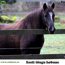 Vergiinia on sündinud 2012. aastal Läänemaal, i. Veksel, e. Astrid, kasvataja Arvo Sarrapik, omanik Anni Urb. 

Vergiinia on iseseisva mõtlemisega hobune, kellega on väga vahva koos metsaradasid läbida ja heinamaadel galopeerida. Igal taaskohtumisel asub Vergiinia agaralt kõike õpitut ette näitama, sest teab, et siis järgneb tavaliselt preemia. Temaga ratsutada on väga vahva, sest ta sunnib sind jäägitult tähelepanu temal hoidma. Piisab vaid oma mõtetes korraks uitama minna kui tema hakkab kiiresti ise sõidusuuna suhtes lahendusi pakkuma. Hüppab meeleldi.

Kui oleks leiutatud hobuste närimiskumm, siis tema oleks selle absoluutne „fänn“. Talle meeldib närida kõike, mis suu ulatusse jääb, iseäranis nahast ratsmeid. Nende hambusse haaramises kuulub ta kindlalt meistriklassi, kuid ära ei ütle ta ka kinnastest, harjadest ja kottidest. Õnneks maitsevad talle sama hästi ka suulised, mida ta kohe rõõmuga mäluma hakkab. Emana on ta suurepärane, toonud märavarsa Asta, kellele pärandanud ka oma lakkamatu närimiskire...

Foto autor: Lee Murrand