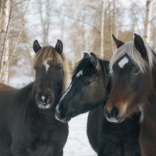 Talvised värvid (2025)

Kolm eri värvusega talvises karvkattes eesti hobust pärastlõunast ilma nautimas. Vasakult Riti(hõbemust), Allegro(hall) ja Rosabella(raudjas)

Foto autor: Anni Julge
