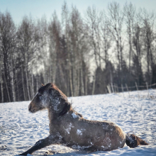 Uus algus

Puhastus, ärkamine, värske energia – Teele raputab maha lume ja astub kindlal sammul edasi. Kas pole ka meil vahel vaja hetkeks peatuda, maha raputada vana ja minna edasi puhtama pilguga? Talvine päike annab teele jõudu, nagu elu annab meile võimaluse iga päev uuesti alustada.

Foto autor: Alina Mnogolessova