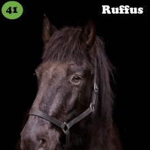 Ruffus on sündinud 2003. aastal Lääne-Virumaal, i. Roomel, e. Aiu, kasvataja Indrek Laisaar, omanik Kadri Sukko.

Üsna pisikesena jäi Ruffus õnnetul kombel ilma oma emast. Ilmselt osalt just seetõttu on ta
eluaeg olnud väga inimesele orienteeritud ja sõbralik, vahel suisa pealetükkivalt. Üldiselt on
ta väga lahtise peaga ning võimeline kiiresti uusi teadmisi omandama ja igasuguseid
kombeid õppima. 

Ruffus on suurema osa oma elust veetnud perelemmiku ja hobihobusena, eks seetõttu
ilmselt ka veidi ärahellitatuna. Ratsahobusena on ta kuulekas, hästi käsitletav, usaldatav ja
kiire õpivõimega, ehkki ka krutskid on hinges. Aastate jooksul on ta olnud niisama maastikul
kulgeja, tegelenud hobikorras takistussõiduga ning ka turismis head vastupidavust näidanud.
Viimase aasta on ta veetnud trennihobusena ratsakoolis, et anda talle tegevust ning
võimalust end piisavalt liigutada.

Foto autor: Kadri Sukko