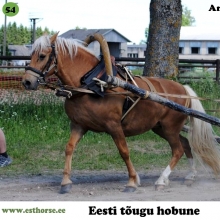 Arancia on sündinud 2010. aastal Jõgevamaal, i. Apollo, e. Romina, kasvataja Kaie Peterson, omanik Merilin Meri. 

Hobust ostma minnes pakkus Arancia end ise, tulles juurde ja hakates kohe suhtlema ning nii langeski valik temale. Alguses oli ta oma uue kodu, kaaslaste ja pere suhtes natuke ettevaatlik, kuid siiski hea suhtleja ja koostööaldis sõbrake. Ratsa ta juba käis, kuid oli soov teda ka rakendisse õpetada, kuna tema hoogne liikumine oli köitev. Rakendis olles ilmnes tema suur tahe vedada ning nii tekkis mõte minna Aranciaga Torisse sõidu- ja veokatsetele, kus ta on praeguseks korduvalt edukalt esinenud. Arancia on osalenud ka kooli- ja takistussõiduvõistlusel ning näidanud head kohanemisvõimet uues kohas. Talvel tegi ta veel lastele reesõitu aga nüüd on varsapuhkusel. Kokkuvõttes on Arancia hea iseloomuga, tubli töötahtega, koostööaldis ja mitmekülgne eesti hobune.

Foto autor: Krista Sepp