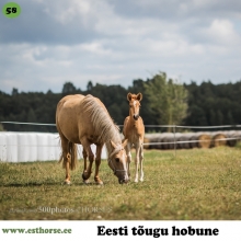 Rosalii on sündinud 2017. aastal Hiiumaal, i. Repliik, e. Astoria, kasvataja ja omanik Tõnise Tallid OÜ.

Rosalii on Tõnise tallide esimene enda kasvatatud märast saadud märavarss. Ta tuli siia ilma jaanilaupäeval inimese valvsa pilgu all. Rõõm oli eriti suur oodatud märavarsa üle. Rosalii oli juba sünnist saati suuremat kasvu ja ka nüüd aastaselt on ta kõrgejalgsem kui teised sama vanad sälud. Iseloomult võib-olla veidike tulisem Rosalii teeb meeleldi koplis kiiremaid ringe, kuid inimese suhtes näitab üles usaldust ja on nõus õppima uusi teadmisi meelsasti. Ka tema ema on väga inimest usaldav ja seetõttu on Rosaliiga väga hea tegeleda. Osa Rosalii elavast temperamendist pärineb kindlasti emalt, kes galopeerib alati karja eesotsas. 

Foto autor: Kersti Kalberg