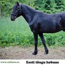 Tembu on sündinud 2014. aastal Pärnumaal, i. Tormis, e. Laasi, kasvataja Raivo Gerlein, omanik Andreas Pernits. 

Tembu teeb eriliseks tema põlvnemine, kus on esindatud mõlemad vähelevinud täkuliinid eesti hobuse tõus. Nimelt kuulub tema isa Taru liini ja emaisa Lari liini. 
Põlvnemisest veelgi tähtsam on aga selle täku puhul tema rahumeelne ja koostöövalmis iseloom. Tema õpetamine nii rakendisse kui sadulasse on läinud nagu muuseas. Tembuga tegeledes oli kerge unustada, et tegemist on nii noore hobusega, kuna ta käitus nagu oleks eluaeg seda kõike teinud. Eriliselt kõrgelt on hinnatud selle täku hüpet. Tembu tõestab taaskord seda, et eesti hobune võib olla samaaegselt võimekas hüppehobune, käia rakendis ja sõidutada lapsigi. Seda enam, et tegemist on ju täies elujõus täkuga. Kindlasti ootavad Tembut ees suur tulevik ja saavutused.

Foto autor: Andreas Pernits