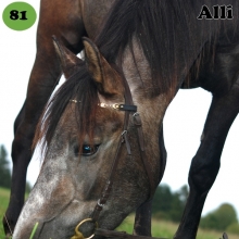 Alli on sündinud 2015. aastal Valgamaal, i. Aiken, e. Exleegia, kasvataja Maarika Vahter, omanik Sirja Saar.

Alli sai valitud tema kasvu järgi - ta oli varsana karjas kõige pisem, samas kõige julgem. Oma olemuselt on Alli rõõmsameelne, väga uudishimulik, kuid vahest väga laisa loomuga, sest enam aeglasemat traavi ei tee küll ükski teine hobune. Alli alles õpib kõike vajaminevat töös, selged on ree ja vankri ees käimine, alustatud on sadulaga. Alli ei karda midagi, teda õpetatakse teraapiahobuseks. Ta on väga seltskondlik, tuleb kohe juurde, otsib läbi kõik taskud ja oskab avada nii jope- kui fliiside lukkusid, samuti boksi riivi ja karabiini. Lisaks enda boksiuksele avab ka teiste hobuste omi. Jälgib väga palju inimese käte tegevust. Allile meeldib väga järves ujuda koos ratsanikuga. Samas on ta iseloomuga, talle ei meeldi kui tema kõrval oleva hobusega tegeletakse rohkem kui temaga. Käe kõrval töötades on tal suurepärane võime täielikult muutuda vastavalt sellele, kuidas inimene tema kõrval muutub või mida teeb, töötab häälkäsklustega ja hääle järgi. 

Foto autor: Sirja Saar