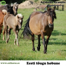 Arabella Aramise Tütar on sündinud 2006. aastal Kassaril, i. Aramis, e. Ellu, kasvataja ja omanik Ristitee Talu. 

Arabella on arhailise mustjaskõrvi värvusega ning seejuures ainsa valge märgisena on kübe otsmikul. Ta on ilmale toonud mitu elujõulist varssa, kellest esimest Rumba Ruudit kasutati ka sugutäkuna. Järglastele on ta pärandanud oma julget, pealetükkivusele kalduvat iseloomu.

Igapäevaselt peab Arabella lisaks oma maimukeste kandmisele ja kasvatamisele ka noorte sälgude õpetamise ja juhtmära rolli, olles selles ametis täiuslik. Lisaks emalikkusele oskab Arabella väga hästi lugeda loodust, hoides ennast ja oma karja aastaringselt tervena. Aeg-ajalt võtab Arabella oma karjaga ette mitmekilomeetrilisi rekti läbi mere, metsa ja soo, et liikuda ärasöödud karjamaalt söömata karjamaale, suvekarjamaalt talvekarjamaale jne. Oma loomulikus julguses ja heasoovlikkuses polegi tal palju sõitmiskogemust, ent sõita saavad temaga täiesti algajadki ratsutajad. 