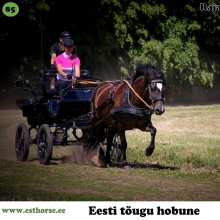 Raja Teele on sündinud 2012. aastal Raplamaal, i. Ruttar Juunior, e. Tarahumara, kasvataja Greta-Mona Reintam, omanik Rael Säkk. 

Iseloomult ei ole Teele see, kes karjamaal esimesena vastu tuleks ja igatseks väga inimese hellust või lähedust. Nagu ka eesti inimene, on see mära tagasihoidlik, kuid töökas ja tasakaalukas. Kõige paremini iseloomustab teda sõna intelligentne. Kõik oskused on ta omandanud otsekui lennult, suutes oma tegevusele täielikult keskenduda. Kuna Teele on tubli rakendihobune, ilmneb keskendumisoskus just seal. Teda ei häiri ümbritsev – kui ta teeb tööd, siis ta teeb tööd. Mitmel korral on ta osalenud rakendorienteerumisel ning tõestanud, et tema peale saab loota ka kõige keerulisemates olukordades. Ka emana on see mära hoolitsev ja kaitsev. Tema esimene järglane on kasvanud juba ise tubliks hobuseks ning kindlasti ootame Teelelt ka tulevikus samasuguseid arukaid ja tasakaalukaid järglasi.

Foto autor: Siiri Lohu