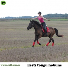 Radar on sündinud 2012. aastal Valgamaal, i. Rodeo, e. Toone, kasvataja Maarika Vahter, omanik Egle Veske. 

Radar on suuremat kasvu eesti hobune, iseloomult rahulik, mõistlik ja koostööaldis. Suhteliselt pommikindel ja metsas turvaline kaaslane, väga harva kui tal jooksutuurid tulevad. Algajad lapsed saavad temaga väga hästi läbi, ta on lastega võistelnud nii kooli- kui takistussõitu. Radar lubab endaga teha kõiki toiminguid, lisaks igatpidi seljas turnida ja kõhu alt läbi ronida. Veekogusi armastab ta täiega, ülepeakaela võib ujuma minna. Samuti meeldib talle hüpata nii paltsil kui ka metsas. Teiste hobustega karjas on Radar leplik, ka muude loomadega saab hästi läbi. Toidu peale on valmis kõike tegema ja muidugi jala tõstmine kõrgele on lemmiktegevus, mis eelmises kodus selgeks õpetati.

Foto autor: Mario Udaltsov