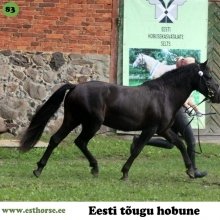 Tex-Mex on sündinud 2015. aastal Pärnumaal, i. Tukker, e. Akiira, kasvataja Liina Lasn, omanik Katrin Tõruvere. 

Esimesel kohtumisel oli pisike täkupoiss söömas ja näha ainult tagumikku, väike lokkis saba liikus energiliselt paramale-vasakule ja pea põksis mära udarasse, et rohkem piima kätte saada. Kõht täis, tuli varss uudistama, pisike pea ja valge lauk lummasid praegust omanikku esimesest pilgust. Küsimuse peale, mis varsale nimeks saab, paluti küsijal nimi valida. Tekkis kerge segadus kuni praegune omanik aru sai, et varss on kingitus tema sünnipäevaks! Pisarad hakkasid tulema, rõõm oli lihtsalt nii suur. 

Tex-Mex on tasakaalukas, kuulekas ja usaldab inimest piiritult. Kõik ettevõtmised on temaga suurepäraselt sujunud. Texu on ülimalt inimesesõbralik täkk, ta soovib suhelda ja tuleb jooksuga kui on võimalus, et keegi teada sügab või patsutab. Ta on rahuliku loomusega ja kannatlik ning ei ole kunagi märade ette antud piirist üle astunud. Kannatab paksu nahaga ära kõik märade kapriisid ja kui vaja kedagi karjast ära võtta, siis hirnatab vahel, kuid jääb rahulikult ootama. Toris näitusel kuulas Texu omanikku väga hästi ja andis endast parima. 

Foto autor: Krista Sepp