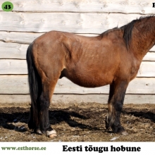 Eskort on sündinud 1993. aastal Pärnumaal, i. Eps, e. Rilla, kasvataja Tori Hobusekasvandus, omanik Üllar Neemrand.

Eskort on suurepärase iseloomuga täkk. Ta on äärmiselt rahulik, mõistlik ja käsitletav igas olukorras. Toimetused temaga on alati olnud väga sujuvad ja probleemivabad. Aastaid tagasi käidi temaga ratsutamas koos märadega – kui inimene oli seljas, ei olnud ta sugutäkk, vaid ratsahobune. Samuti pärandab ta oma super iseloomu ja töötahet ka järglastele. Praegu on Eskort väljateenitud pensionil ja ratsahobuse elu enam ei ela. Koplikaaslaseks on noor täkksälg, kes ei lase tal vanaks jääda, ja teisel pool aeda märad, kes tema meeled erksad hoiavad.

Foto autor: Marju Neemrand