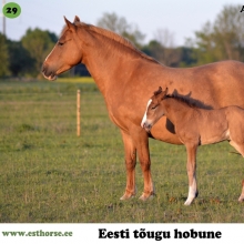 Astrid on sündinud 2002. aastal Läänemaal, i. Andi, e. Ronja, kasvataja Aleksei Lotman, omanik Arvo Sarrapik.

Astrid on nagu üks tõeline eestlane – parajalt priske ja kange iseloomuga, kuid inimesega koostööaldis. Hüüdnimeks on tal hellitavalt Paks-Assu, kuid sellegipoolest on ta väga väle hoogsa liikumisega mära. Assu piraka kõhu saladus on kümme suurepärast järglast, kes on olnud edukad jõudluskatsetel ja näitustel.

Astrid on ratsastatud. Temaga oli lihtne sõita - tundliku suuga ning säärega kergelt juhitav, ka väiksemad lapsed said edukalt hakkama. Assu oskas kergemaid koolisõidu elemente ning eriti meelepärane oli tama jaoks hüppamine. Kui paljud ponid tahaks pigem takistusest mööda põigata, siis temaga olid lood hoopis vastupidised. Aastaid on ta kasutusel olnud siiski vaid sugumärana, kuna ta saab niivõrd häid varssasid. 

Foto autor: Kaja Sarrapik
