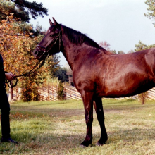 Mära Reeta 3770 E.

Hobuse portree. Mära Reeta, HKM Fp 1064:5 F 7345, Hiiumaa Muuseumid SA, http://www.muis.ee/museaalview/2283033