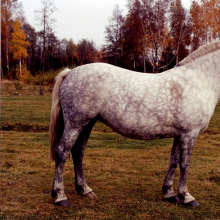 Mära Areta 3546 E.

Hobuse portree. Mära Areta, HKM Fp 1064:13 F 7353, Hiiumaa Muuseumid SA, http://www.muis.ee/museaalview/2283125